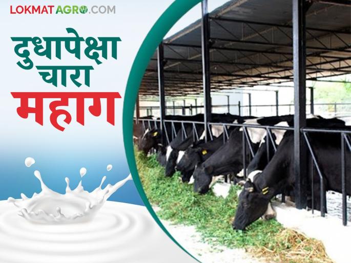 Milk business means 'calf is bigger than buffalo' Increase in the price of fodder and feed | Dudh Vyavsay : दूध व्यवसाय म्हणजे 'म्हशीपेक्षा रेडकू मोठे' चारा पशुखाद्याच्या दरात वाढ