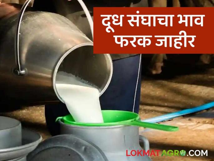 Latest news 50 paise price difference announced for Jalgaon milk producers | Milk Rate : जळगावच्या दूध उत्पादकांना 50 पैसे भाव फरक जाहीर, काय म्हणाले शेतकरी 