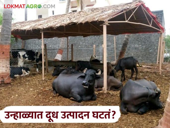 Latest News Dudh Utpadan milk production of cows and buffaloes decrease in summer | Milk Production : उन्हाळ्यात गायी-म्हशींचे दूध घटते? उत्पादन घटू नये म्हणून काय करावे?  Latest News Dudh Utpadan milk production of cows and buffaloes decrease in summer | Milk Production : उन्हाळ्यात गायी-म्हशींचे दूध घटते? उत्पादन घटू नये म्हणून काय करावे?