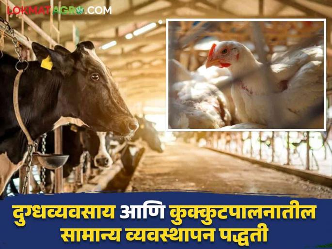 Latest News Dairy And Poultry management Don't ignore three things in dairy and poultry farming, read in detail    | Dairy And Poultry : दुग्धव्यवसाय आणि कुक्कुटपालनात 'या' तीन गोष्टीकडे दुर्लक्ष करू नका, वाचा सविस्तर   