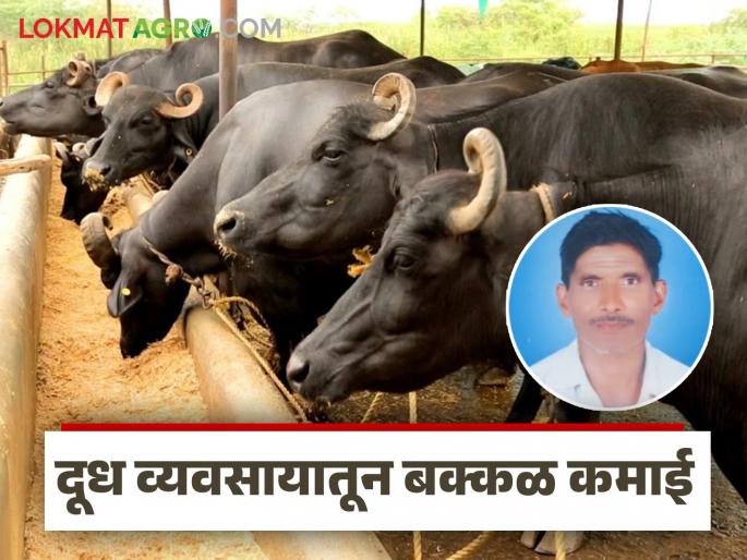 Latest News Milk Business Started dairy business during Corona period; now earns lakhs ruppees | कोरोना काळात सुरू केला दुग्धव्यवसाय; आता पनीर, तूप विक्रीतून महिन्याला लाखोंची कमाई Latest News Milk Business Started dairy business during Corona period; now earns lakhs ruppees | कोरोना काळात सुरू केला दुग्धव्यवसाय; आता पनीर, तूप विक्रीतून महिन्याला लाखोंची कमाई
