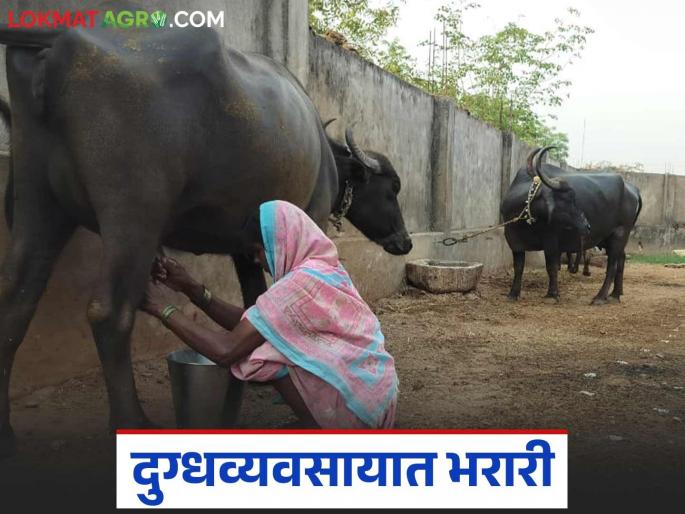 Latest News Women Dairy Business Story Successful milk business of Devalabai of Gadchiroli see details | Dairy Business Story : ना शेती, ना कुठलं प्रशिक्षण, पण जिद्द मोठी, देवलाबाईंची दूध व्यवसायात भरारी! Latest News Women Dairy Business Story Successful milk business of Devalabai of Gadchiroli see details | Dairy Business Story : ना शेती, ना कुठलं प्रशिक्षण, पण जिद्द मोठी, देवलाबाईंची दूध व्यवसायात भरारी!