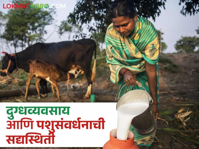 Latest News Marathwada Dairy Farming see current status of dairy farming and animal husbandry in Marathwada | Marathwada Dairy Farming : महाराष्ट्रात मराठवाड्यातील दुग्धव्यवसाय आणि पशुसंवर्धनाची सद्यस्थिती कशी आहे?  Latest News Marathwada Dairy Farming see current status of dairy farming and animal husbandry in Marathwada | Marathwada Dairy Farming : महाराष्ट्रात मराठवाड्यातील दुग्धव्यवसाय आणि पशुसंवर्धनाची सद्यस्थिती कशी आहे?