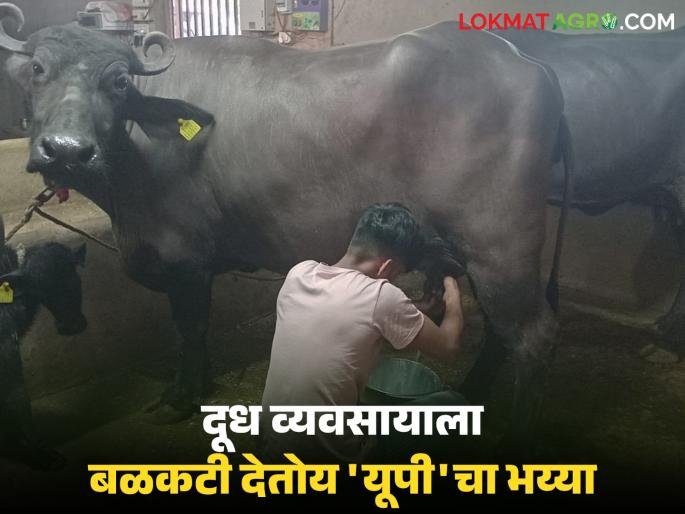 Dairy Farm Kolhapur : The labour from 'UP' is working in our cowshed.. that's why our milk business is booming | Dairy Farm Kolhapur : 'यूपी'मधला भय्या राबतोय गोठ्यात.. म्हणूनच आमचा दूध व्यवसाय थाटात