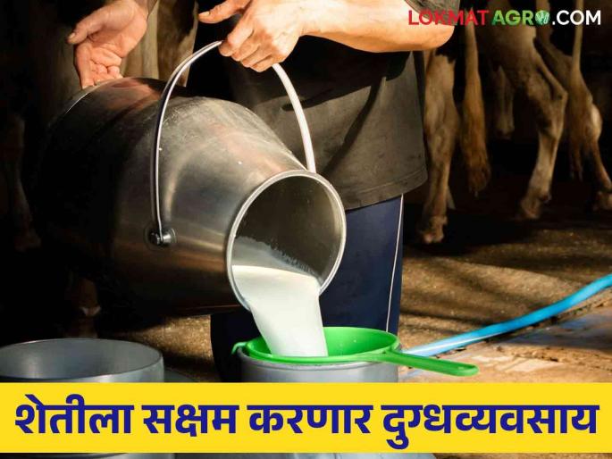 Dairy Business : Dairy business will gain momentum! | Dairy Business : दुग्धव्यवसायाला मिळणार गती ! Dairy Business : Dairy business will gain momentum! | Dairy Business : दुग्धव्यवसायाला मिळणार गती !