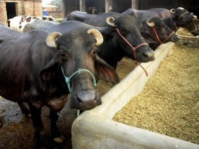 The beneficiaries of the Milk Animal Plan | दुधाळ जनावरे योजनेचे लाभार्थी वेठीस