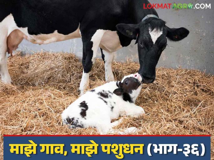 Milk Fever in Cattle : What causes milk fever in cows and buffaloes? What measures should be taken? | Milk Fever in Cattle : गाई-म्हशीतील दुग्धज्वर आजार कशामुळे? काय कराल उपाययोजना