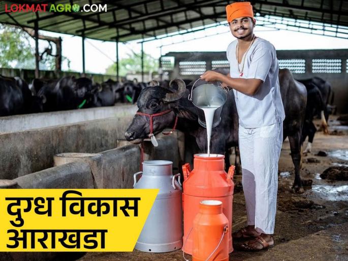 Nandurbar's dairy will get a revival, National Dairy Development Board's decision | Agriculture News : नंदुरबारच्या डेअरीला मिळणार नवसंजीवनी, राष्ट्रीय डेअरी विकास बोर्डाचा निर्णय  Nandurbar's dairy will get a revival, National Dairy Development Board's decision | Agriculture News : नंदुरबारच्या डेअरीला मिळणार नवसंजीवनी, राष्ट्रीय डेअरी विकास बोर्डाचा निर्णय
