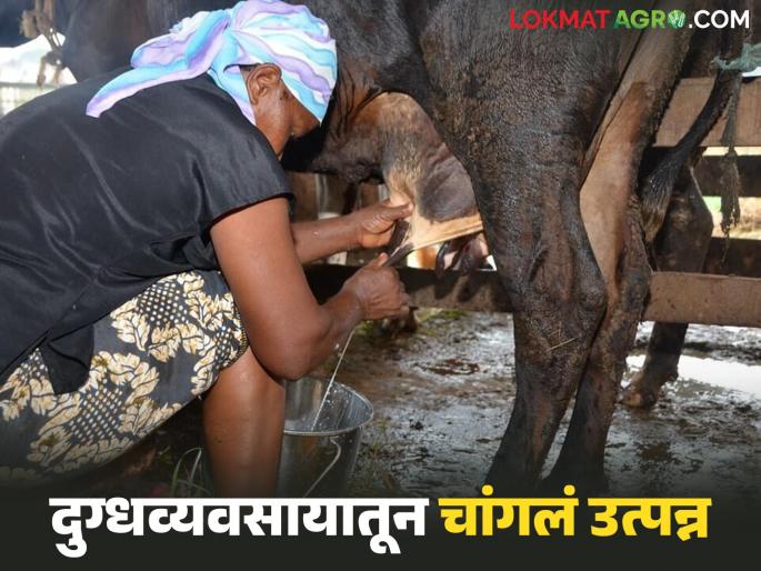 Latest news Milk Business Bhandara's 'Ishwar' earns Rs 5.5 lakh per year from milk business, read in detail | भंडाऱ्याचा 'ईश्वर' दूध व्यवसायातून वर्षाकाठी पावणेपाच लाख रुपये कमावतोय, वाचा सविस्तर 