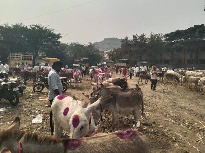 Donkey market in Jejuri on the occasion of Paush Purnima; a tradition since ancient times | पौष पौर्णिमेनिमित्त जेजुरीत गाढवांचा बाजार; पुरातन काळापासून प्रथा Donkey market in Jejuri on the occasion of Paush Purnima; a tradition since ancient times | पौष पौर्णिमेनिमित्त जेजुरीत गाढवांचा बाजार; पुरातन काळापासून प्रथा