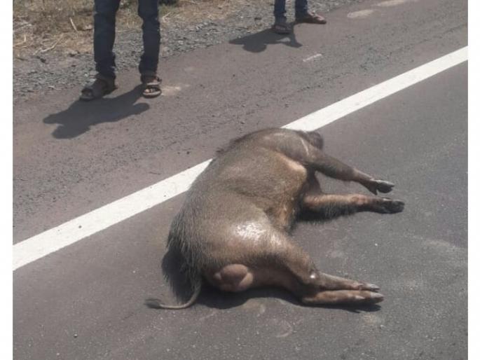 A bull was killed in a car collision at Kudal-Pandoor | कुडाळ-पणदूर येथे कारच्या धडकेत रानडुक्कर ठार A bull was killed in a car collision at Kudal-Pandoor | कुडाळ-पणदूर येथे कारच्या धडकेत रानडुक्कर ठार