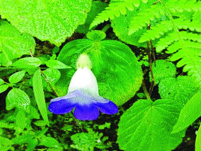 Record of rare plant 'Duparni Chiraita' in Satpuda; First found in Maharashtra | सातपुड्यात ‘दुपर्णी चिरायता’ दुर्मीळ वनस्पतीची नोंद; महाराष्ट्रात पहिल्यांदाच आढळली