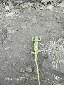 Botanist Prof. Nitin Chaudhary found very rare rump | बॉटनिस्ट प्रा.डॉ.नितीन चौधरी यांना आढळला अत्यंत दुर्मिळ जातीचा सरडा Botanist Prof. Nitin Chaudhary found very rare rump | बॉटनिस्ट प्रा.डॉ.नितीन चौधरी यांना आढळला अत्यंत दुर्मिळ जातीचा सरडा
