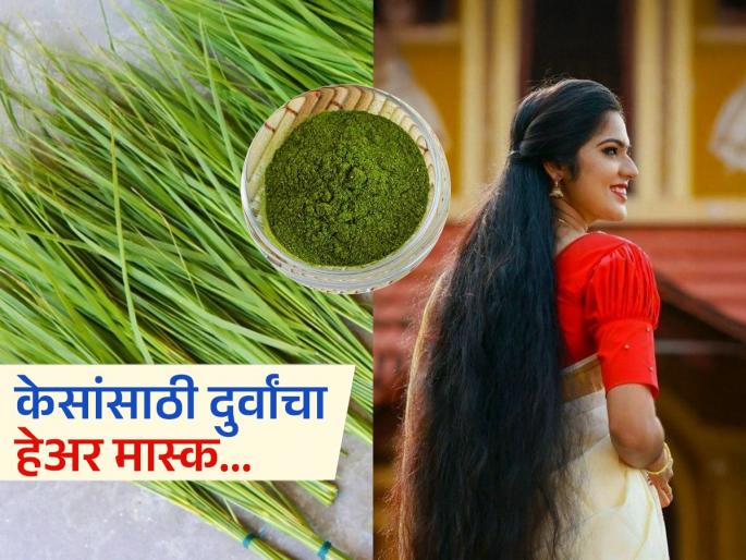 Durva grass for hair care Durva Grass Is Most Powerful For Hair Durva grass for hair growth Apply Durva Grass Paste On Hair To Regrowth Of Hair | हिरव्यागार दुर्वा आहेत केसांसाठी वरदान! दुर्वांचा हेअर मास्क केसांवर करेल जादू - अस्सल पारंपरिक उपाय...