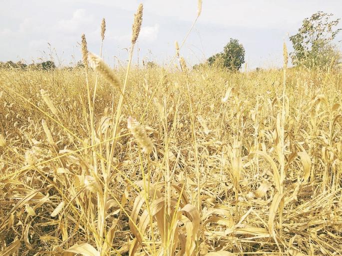 Drought in Marathwada: Everything is like Summer; The Umari taluka is under the scanner of drought | Drought In Marathwada : सगळा उन्हाळा झालायं; उमरी तालुका दुष्काळाच्या तडाख्यात Drought in Marathwada: Everything is like Summer; The Umari taluka is under the scanner of drought | Drought In Marathwada : सगळा उन्हाळा झालायं; उमरी तालुका दुष्काळाच्या तडाख्यात