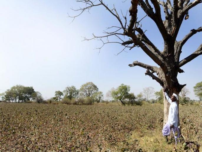 Government decision; 13 Mandalay droughts in Barshi and North Solapur talukas | शासनाचा निर्णय ; बार्शी व उत्तर सोलापूर तालुक्यातील १३ मंडले दुष्काळी Government decision; 13 Mandalay droughts in Barshi and North Solapur talukas | शासनाचा निर्णय ; बार्शी व उत्तर सोलापूर तालुक्यातील १३ मंडले दुष्काळी
