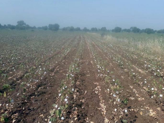 Drought in Marathwada: Drought in cotton produced Wakulani | Drought In Marathwada : पांढरे सोने पिकविणाऱ्या वाकुळणीत दुष्काळझळा Drought in Marathwada: Drought in cotton produced Wakulani | Drought In Marathwada : पांढरे सोने पिकविणाऱ्या वाकुळणीत दुष्काळझळा