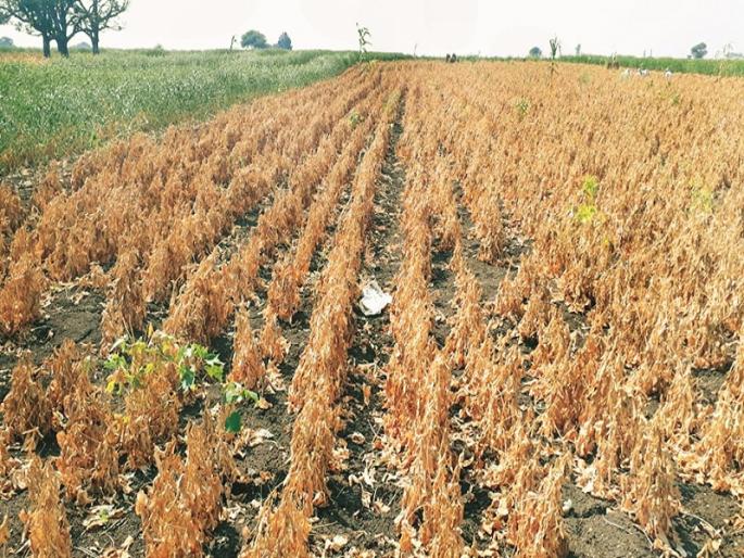 Drought in Marathwada: The crops have vanished, migration will increase, the villages will be empty! | Drought In Marathwada : पिके हातची गेली, स्थलांतर वाढणार, गाव ओस पडणार! Drought in Marathwada: The crops have vanished, migration will increase, the villages will be empty! | Drought In Marathwada : पिके हातची गेली, स्थलांतर वाढणार, गाव ओस पडणार!