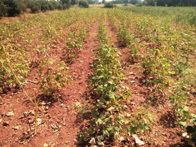 Drought in Marathwada: Kharipa season went without rain, Rabi season also on natures faith | Drought In Marathwada : पावसाअभावी खरीप गेला, रबीही रामभरोसे Drought in Marathwada: Kharipa season went without rain, Rabi season also on natures faith | Drought In Marathwada : पावसाअभावी खरीप गेला, रबीही रामभरोसे