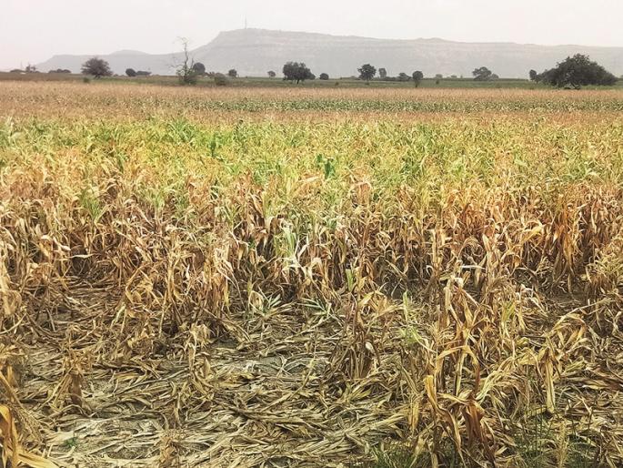 Akola: Even if we come to the brink of drought, we will not get compensation for heavy rain! | Akola: दुष्काळाच्या उंबरठ्यावर आलो तरी अतिवृष्टीची भरपाई मिळेना! Akola: Even if we come to the brink of drought, we will not get compensation for heavy rain! | Akola: दुष्काळाच्या उंबरठ्यावर आलो तरी अतिवृष्टीची भरपाई मिळेना!