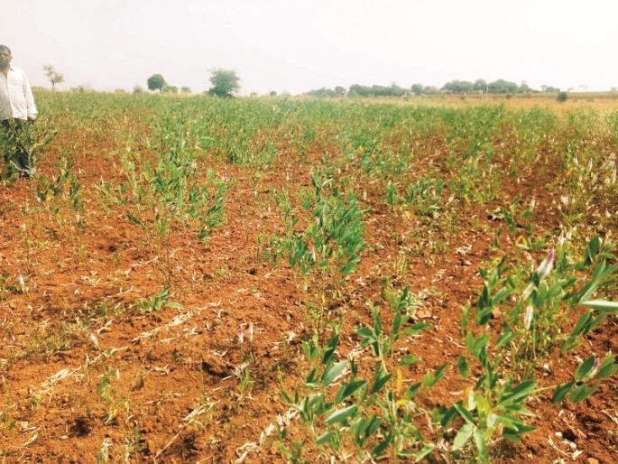 Drought in Marathwada: Due to the drought, nothing remains in hand | Drought In Marathwada : दुष्काळाने तोंडाशी आलेला घास हिरावला Drought in Marathwada: Due to the drought, nothing remains in hand | Drought In Marathwada : दुष्काळाने तोंडाशी आलेला घास हिरावला