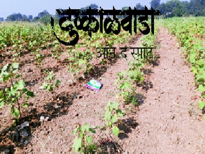 Drought in Marathwada: Crop is thrown out; There is no hope for Rabi season | Drought In Marathwada : उभे पीक उपटून फेकले; आता रबीचीही आशा नाही