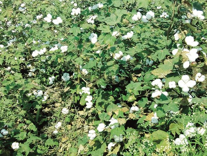 Drought in Marathwada: Return rain fall: Drought becomes a problem | Drought In Marathwada : परतीचा पाऊस गुल: दुष्काळी बनला माहोल Drought in Marathwada: Return rain fall: Drought becomes a problem | Drought In Marathwada : परतीचा पाऊस गुल: दुष्काळी बनला माहोल