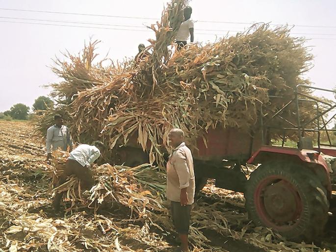 White gold suffers in his homeland | Drought In Marathwada : पांढऱ्या सोन्याला माहेरातच सासरवास White gold suffers in his homeland | Drought In Marathwada : पांढऱ्या सोन्याला माहेरातच सासरवास