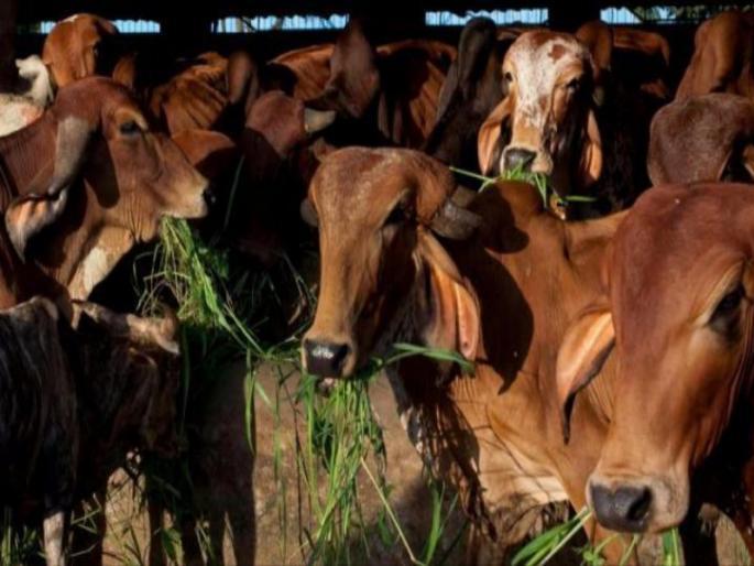 Due to drought management, now the administrative support, fodder camp proposal | दुष्काळी उपाययोजनांवर आता प्रशासनाचा भर, चारा छावणीचे प्रस्ताव Due to drought management, now the administrative support, fodder camp proposal | दुष्काळी उपाययोजनांवर आता प्रशासनाचा भर, चारा छावणीचे प्रस्ताव