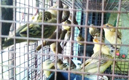 Arrested from Hyderabad for trafficking of wildlife | वन्यजीवांच्या तस्करास हैदराबाद येथून अटक Arrested from Hyderabad for trafficking of wildlife | वन्यजीवांच्या तस्करास हैदराबाद येथून अटक