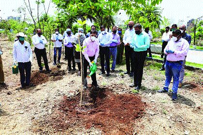 Navi Mumbai Municipality to plant 50,000 trees | नवी मुंबई पालिका लावणार ५० हजार वृक्ष Navi Mumbai Municipality to plant 50,000 trees | नवी मुंबई पालिका लावणार ५० हजार वृक्ष