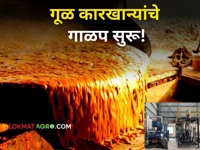 Jaggery Factory: A month before the sugar factories, it's time for the Gurhals to sift! Sugarcane harvesting started | Jaggery Factory : साखर कारखान्यांच्या महिनाभर आधी गुऱ्हाळांच्या गाळपाचा मुहूर्त! ऊसतोडणी सुरू Jaggery Factory: A month before the sugar factories, it's time for the Gurhals to sift! Sugarcane harvesting started | Jaggery Factory : साखर कारखान्यांच्या महिनाभर आधी गुऱ्हाळांच्या गाळपाचा मुहूर्त! ऊसतोडणी सुरू