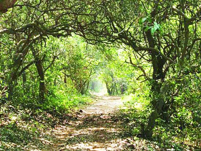 Crowds of tourists in Phansad Sanctuary | फणसाड अभयारण्यात पर्यटकांची गर्दी
