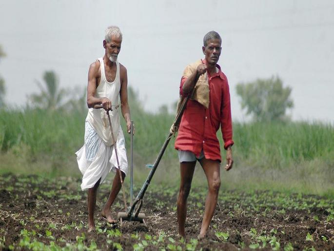 5250 crores for farmers sanctioned by maharashtra government | शेतकऱ्यांसाठी ५२५० कोटी रुपये 5250 crores for farmers sanctioned by maharashtra government | शेतकऱ्यांसाठी ५२५० कोटी रुपये