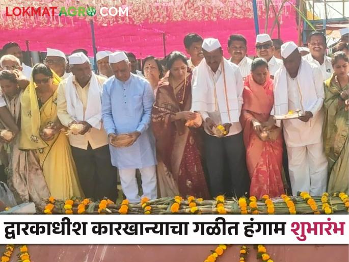 Latest News Agriculture News Dwarkadhish factory's six lakh metric ton sugar production target, read in detail  | Agriculture News : द्वारकाधीश कारखान्याचे सहा लाख मेट्रिक टन गाळप उद्दिष्ट, वाचा सविस्तर 