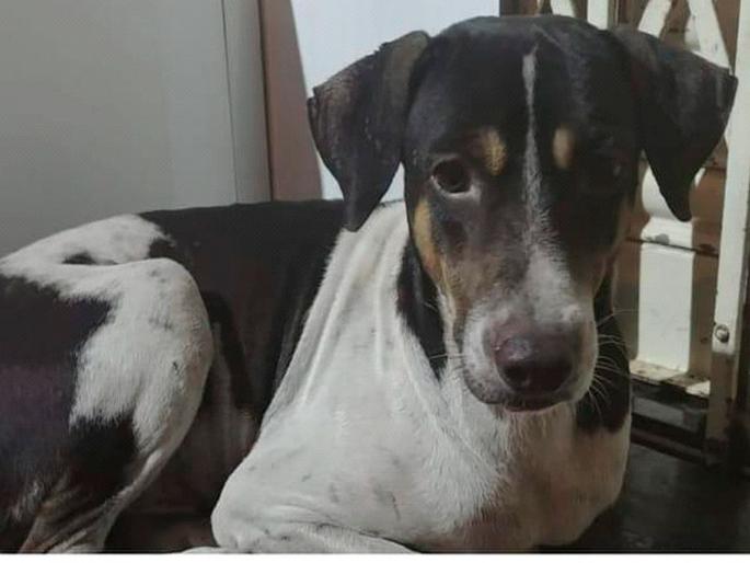 He killed the dog by giving a betel nut worth five thousand rupees for barking constantly | सतत भुंकतो म्हणून पाच हजार रुपयांची सुपारी देऊन केली श्वानाची हत्या He killed the dog by giving a betel nut worth five thousand rupees for barking constantly | सतत भुंकतो म्हणून पाच हजार रुपयांची सुपारी देऊन केली श्वानाची हत्या