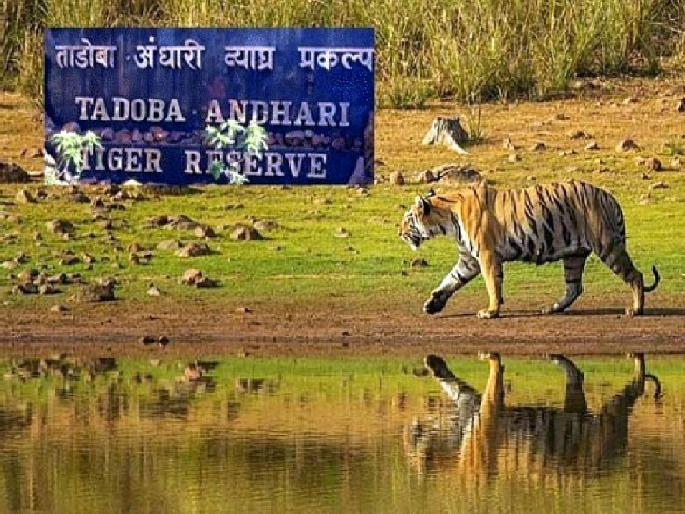 12 crore scam hits online booking in Tadoba safari; orders to shut down website | १२ कोटींच्या घोळाचा ताडोबातील ऑनलाइन बुकिंगला फटका; संकेतस्थळ बंद करण्याचा आदेश 12 crore scam hits online booking in Tadoba safari; orders to shut down website | १२ कोटींच्या घोळाचा ताडोबातील ऑनलाइन बुकिंगला फटका; संकेतस्थळ बंद करण्याचा आदेश