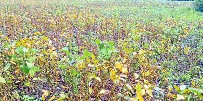 Soybean farming caused losses; Farmers in trouble | सोयाबीन शेती झाली तोट्याची;  शेतकरी अडचणीत     Soybean farming caused losses; Farmers in trouble | सोयाबीन शेती झाली तोट्याची;  शेतकरी अडचणीत