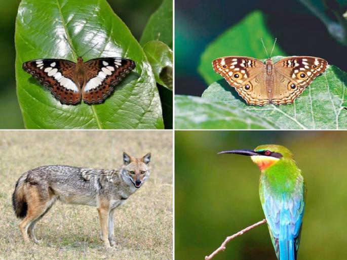 Growing Tigers and Decreasing Forests Are the Roots of Conflict - Dr. Ramadhan Virani | वाढणारे वाघ अन् घटणारे जंगल हेच संघर्षाचे मूळ - डाॅ. रमजान विराणी