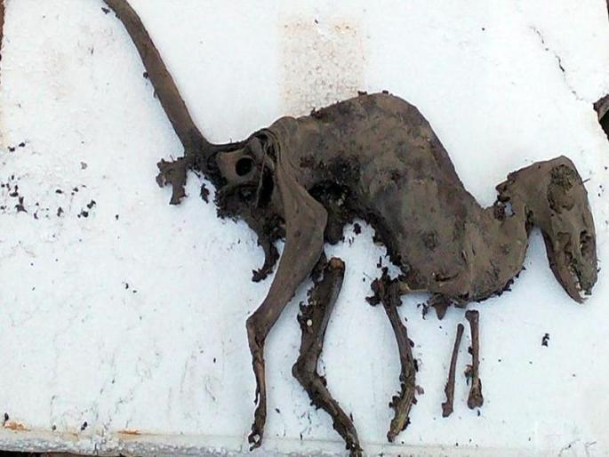 Dinosaur-like animal’s fossil found in Uttarakhand | उत्तराखंडात सापडला डायनासोर सदृश्य प्राण्याचा सांगाडा Dinosaur-like animal’s fossil found in Uttarakhand | उत्तराखंडात सापडला डायनासोर सदृश्य प्राण्याचा सांगाडा