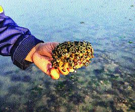 ... then the marine environment will also get harm | ...तर सागरी पर्यावरणालाही मिळेल जलसमाधी ... then the marine environment will also get harm | ...तर सागरी पर्यावरणालाही मिळेल जलसमाधी