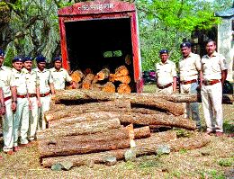 Action on the thieves' trafficking | खैराच्या चोरट्या वाहतुकीवर कारवाई Action on the thieves' trafficking | खैराच्या चोरट्या वाहतुकीवर कारवाई