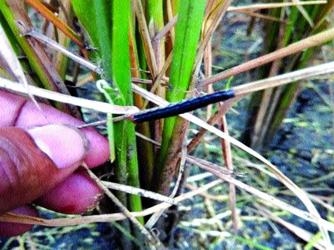 Decrease in income due to military KIDA outbreak | लष्करी अळीच्या प्रादुर्भावाने उत्पन्नात होणार घट