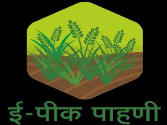 Farmers must register for e-crop inspection; Only 15 days left | शेतकऱ्यांनी ई-पीक पाहणी नोंदणी करणे आवश्यक; राहिले फक्त १५ दिवस Farmers must register for e-crop inspection; Only 15 days left | शेतकऱ्यांनी ई-पीक पाहणी नोंदणी करणे आवश्यक; राहिले फक्त १५ दिवस