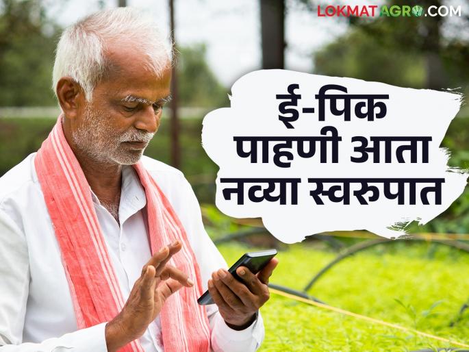 Accurate information on how much planting will be done in which area; 'Digital Crop Survey' has arrived | कोणत्या क्षेत्रात किती लागवड मिळणार अचूक माहिती; आला 'डिजिटल क्रॉप सर्व्हे' Accurate information on how much planting will be done in which area; 'Digital Crop Survey' has arrived | कोणत्या क्षेत्रात किती लागवड मिळणार अचूक माहिती; आला 'डिजिटल क्रॉप सर्व्हे'
