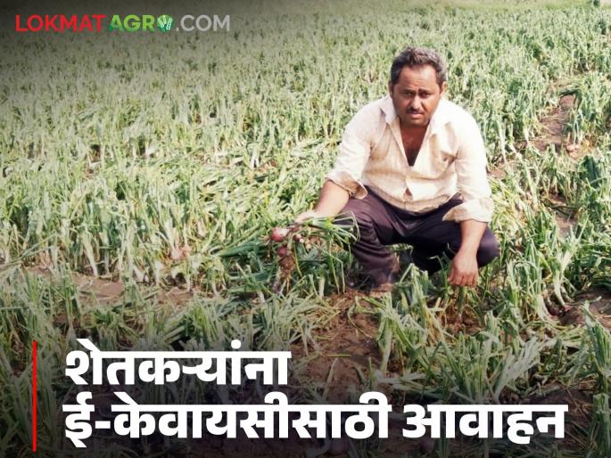 Latest News Agriculture News Farmers affected by unseasonal rains urged to do e-KYC, read in detail | Agriculture News : अवकाळी पावसामुळे बाधित शेतकऱ्यांना ई-केवायसी करण्याचे आवाहन, वाचा सविस्तर Latest News Agriculture News Farmers affected by unseasonal rains urged to do e-KYC, read in detail | Agriculture News : अवकाळी पावसामुळे बाधित शेतकऱ्यांना ई-केवायसी करण्याचे आवाहन, वाचा सविस्तर