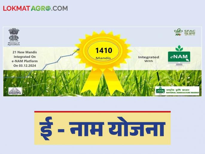 e-NAM Yojana : E-auction will increase the speed of buying and selling; Read in detail how farmers will benefit | e-NAM Yojana : ई-लिलावामुळे खरेदी-विक्रीचा वेग वाढणार; शेतकऱ्यांचा कसा होणार फायदा ते वाचा सविस्तर e-NAM Yojana : E-auction will increase the speed of buying and selling; Read in detail how farmers will benefit | e-NAM Yojana : ई-लिलावामुळे खरेदी-विक्रीचा वेग वाढणार; शेतकऱ्यांचा कसा होणार फायदा ते वाचा सविस्तर