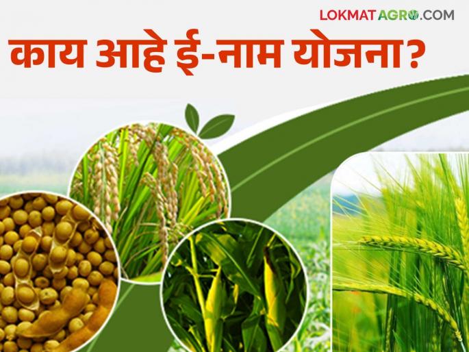 E Nam Yojana : E-NAM scheme to make everything from purchase of agricultural goods to payment online | E Nam Yojana : शेतमाल खरेदीपासून पेमेंटपर्यंत ऑनलाईन करण्यासाठी ई-नाम योजना E Nam Yojana : E-NAM scheme to make everything from purchase of agricultural goods to payment online | E Nam Yojana : शेतमाल खरेदीपासून पेमेंटपर्यंत ऑनलाईन करण्यासाठी ई-नाम योजना