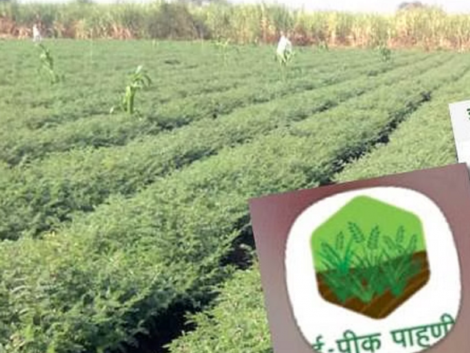 E-crop Inspection; Farmers shocked by server down! | ई-पीक पाहणी; सर्व्हर डाऊनमुळे शेतकरी हैराण! E-crop Inspection; Farmers shocked by server down! | ई-पीक पाहणी; सर्व्हर डाऊनमुळे शेतकरी हैराण!