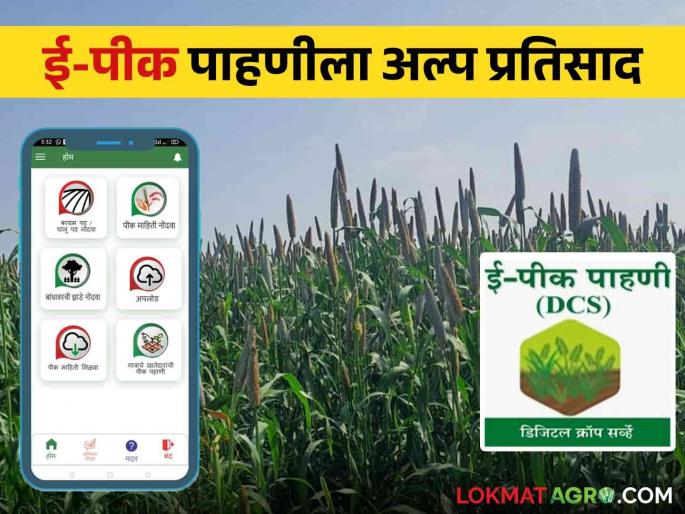 E Pik Pahani : E-Pik Pahani registration in the state is only 60 percent highest in this region | E Pik Pahani : राज्यात ई-पीक पाहणी नोंदणी केवळ ६० टक्केच सर्वाधिक नोंद या विभागात E Pik Pahani : E-Pik Pahani registration in the state is only 60 percent highest in this region | E Pik Pahani : राज्यात ई-पीक पाहणी नोंदणी केवळ ६० टक्केच सर्वाधिक नोंद या विभागात